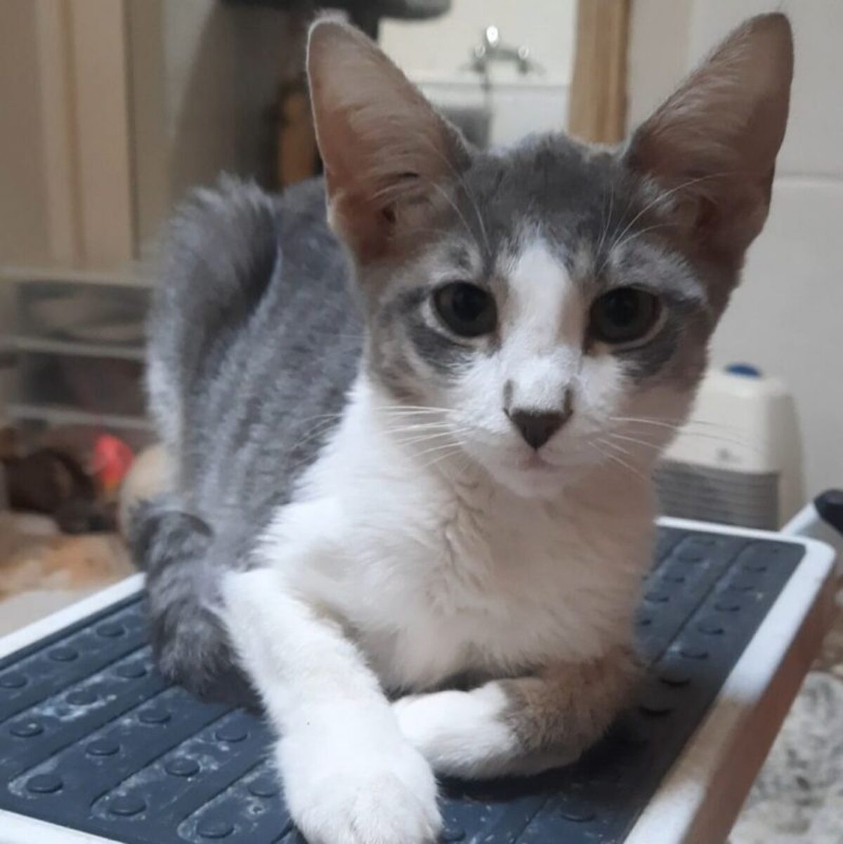 Adoption Bossa Nova