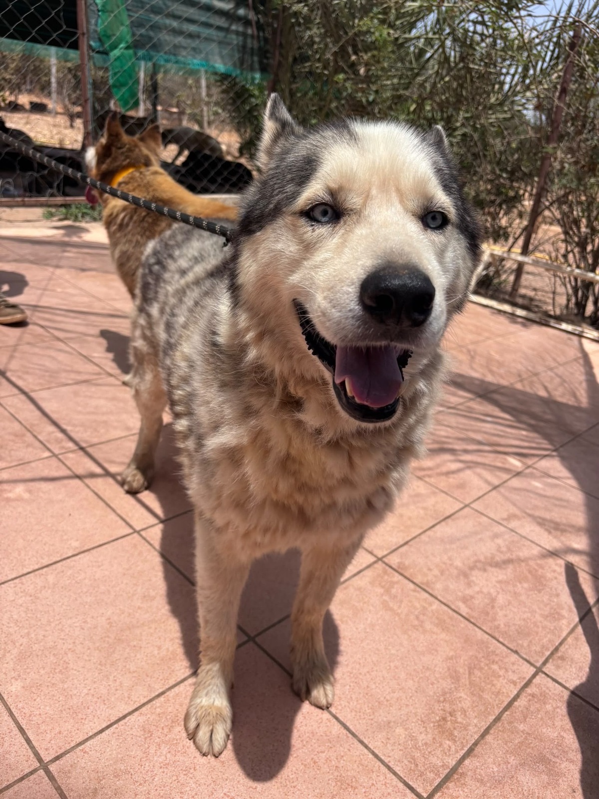 Adoption Shadow