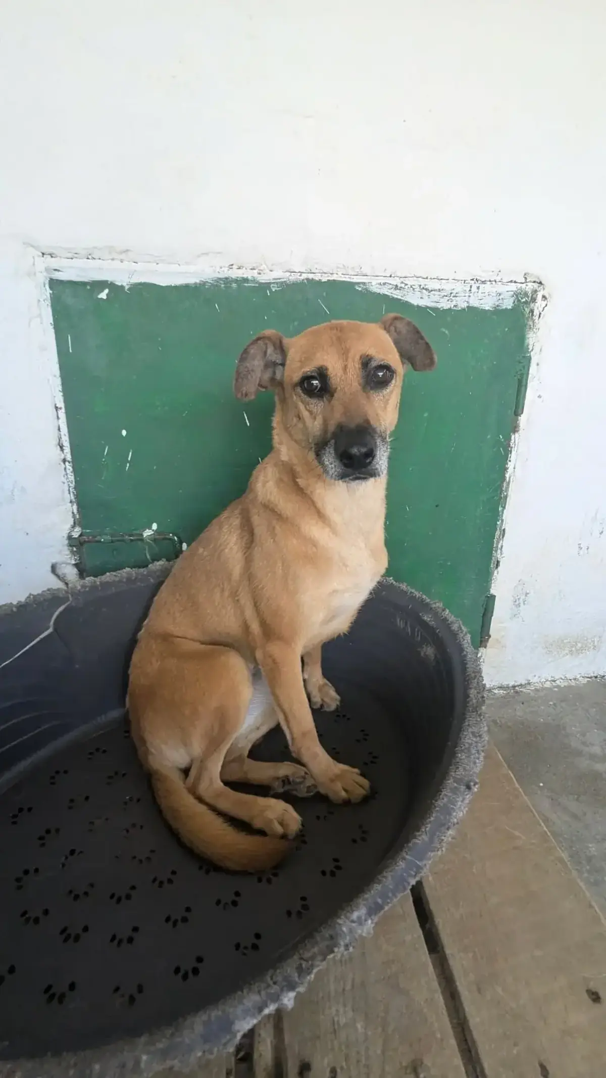 Adoption Leonie