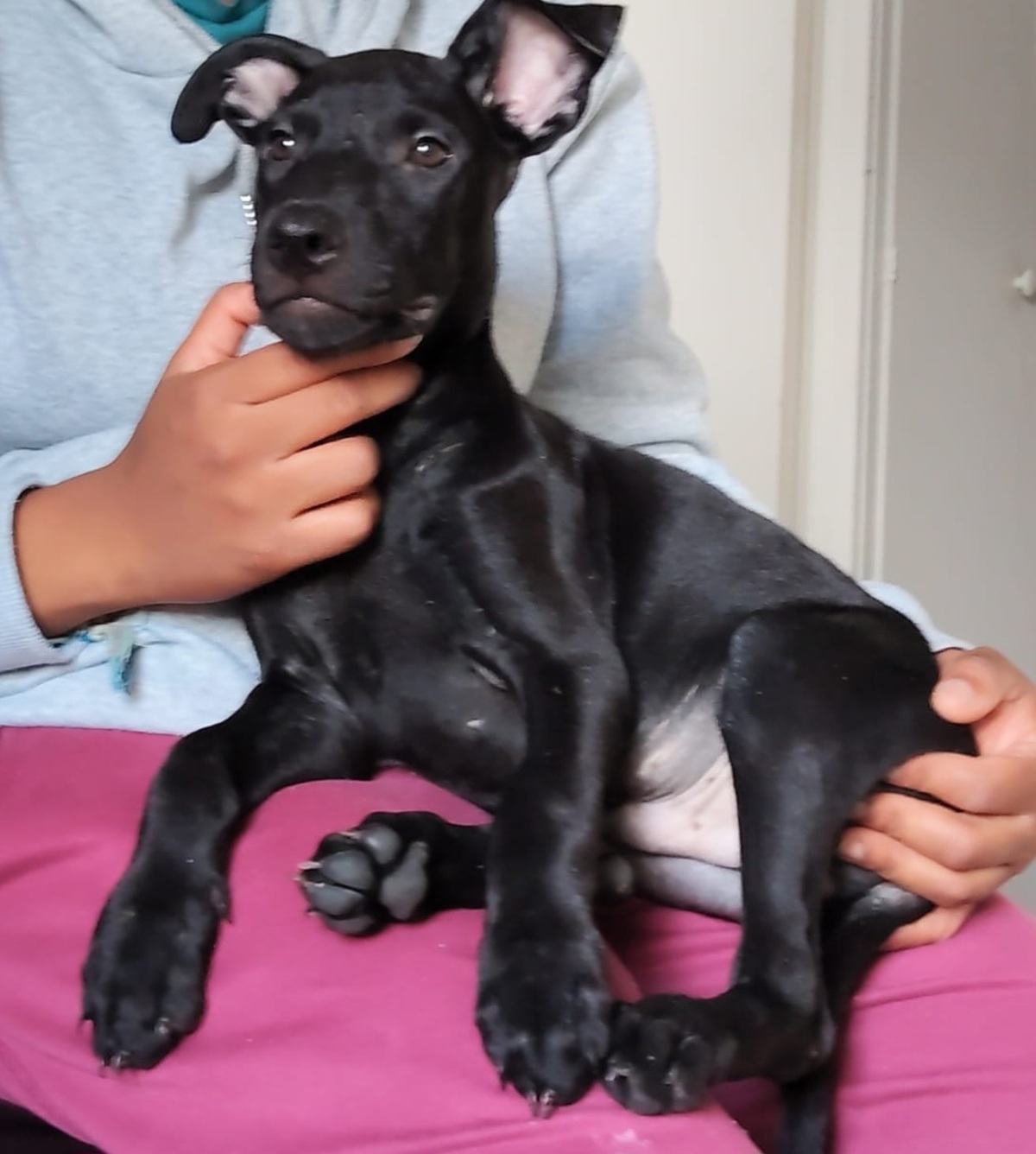 Adoption Fuego