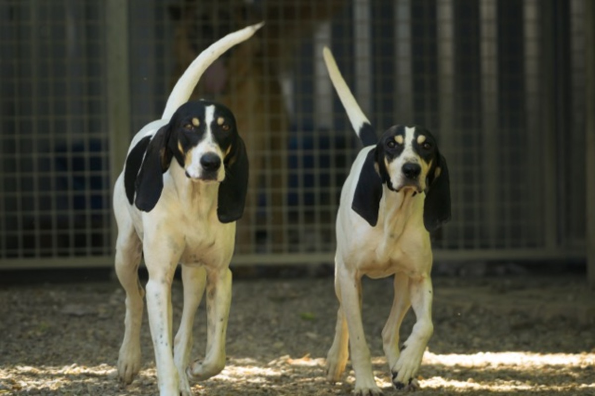 Adoption Urios