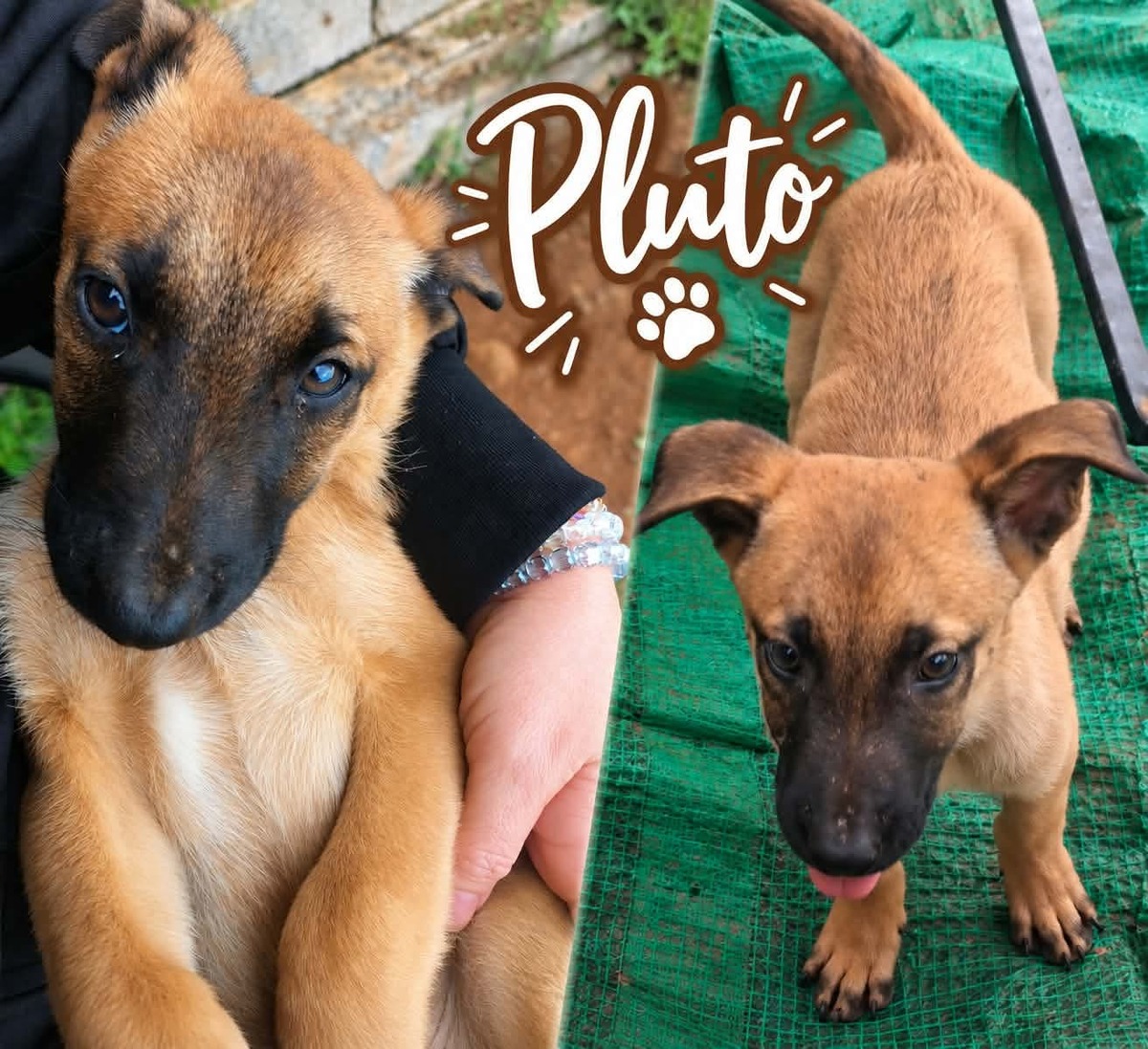 Adoption Pluto