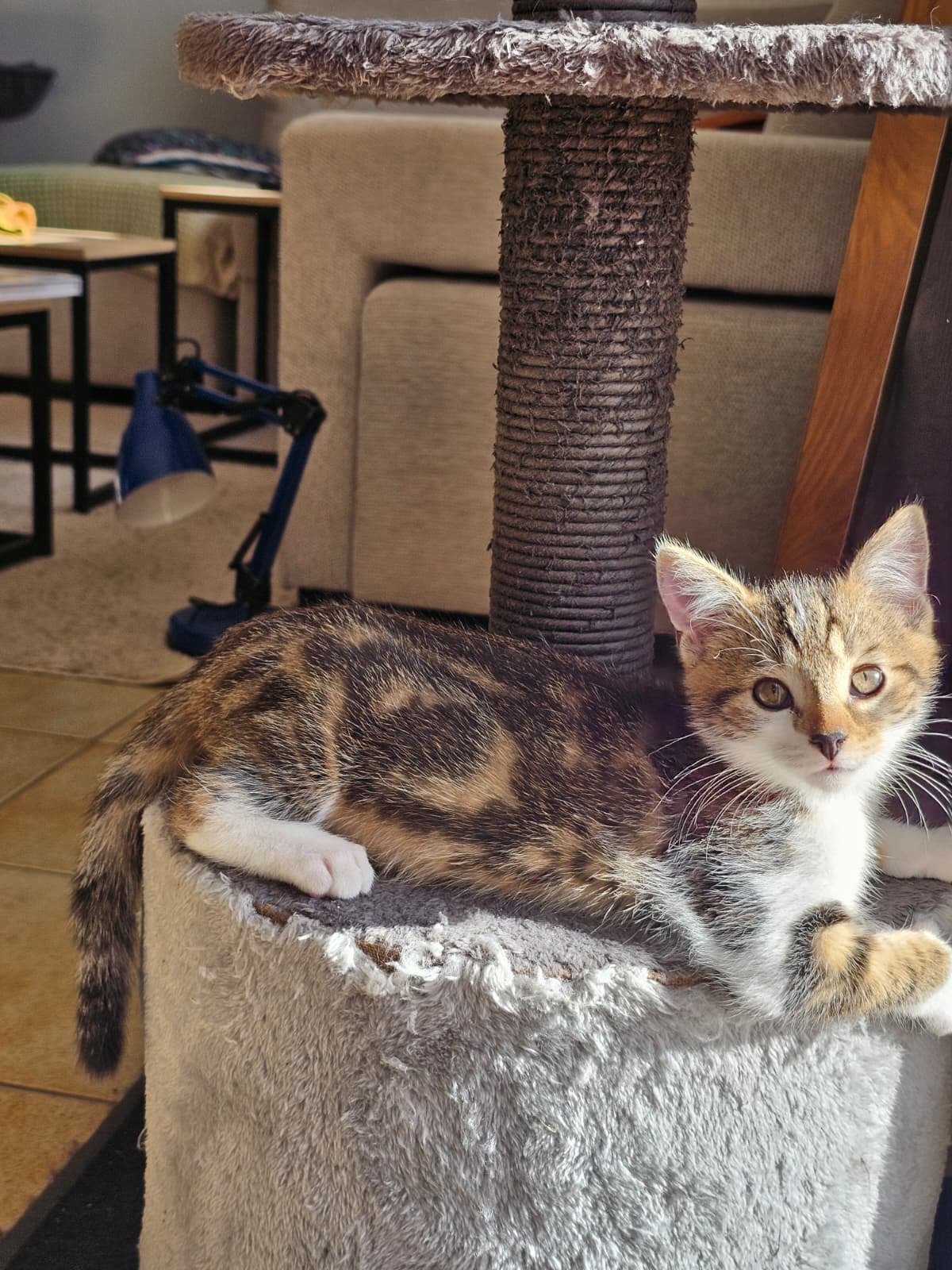 Adoption Moony