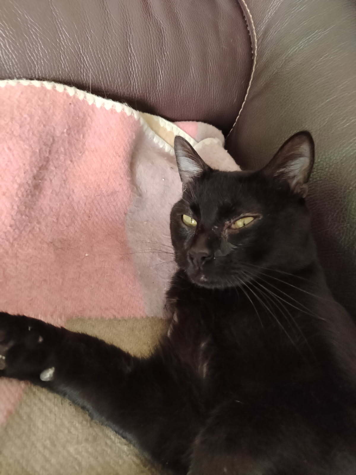 Adoption Edward