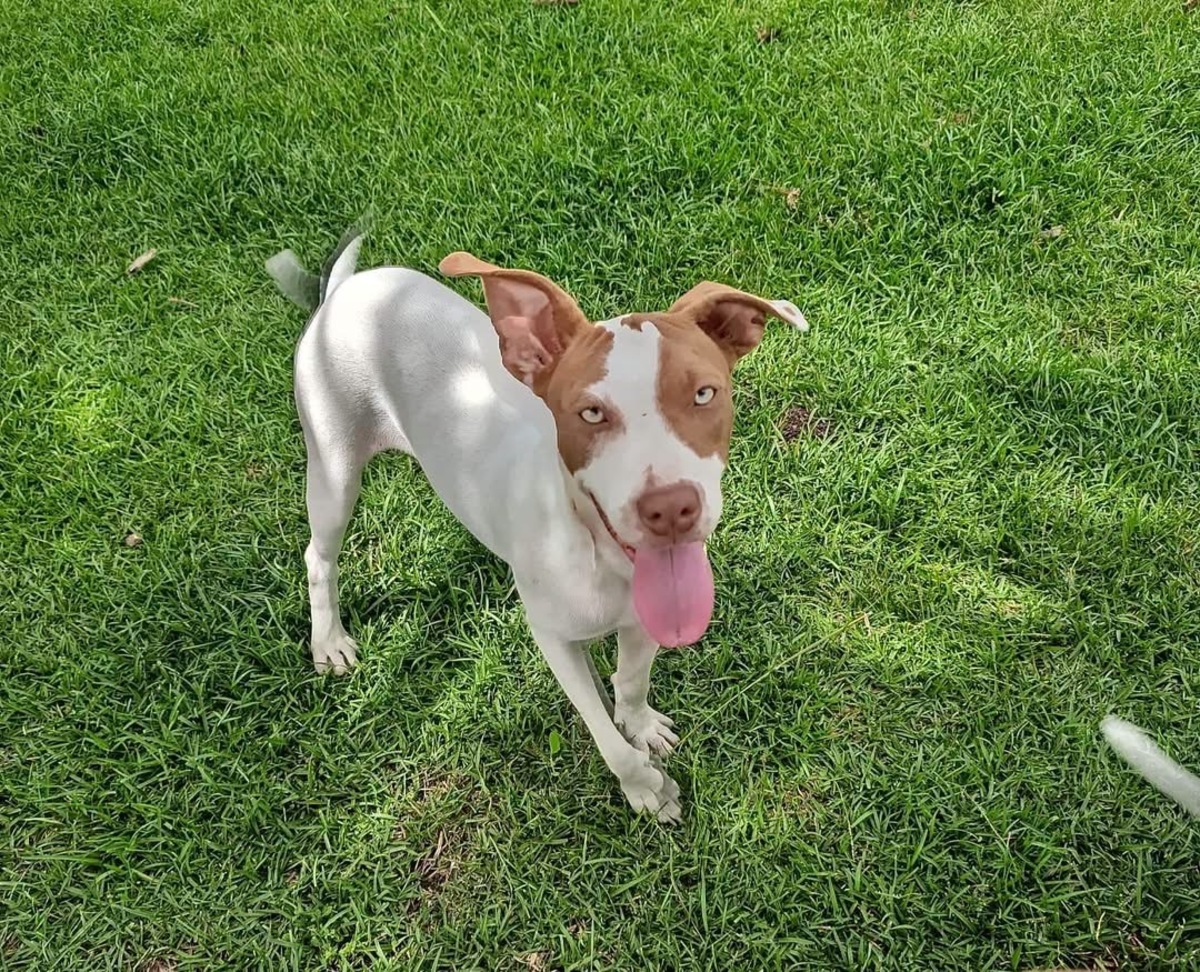 Adoption Bulle