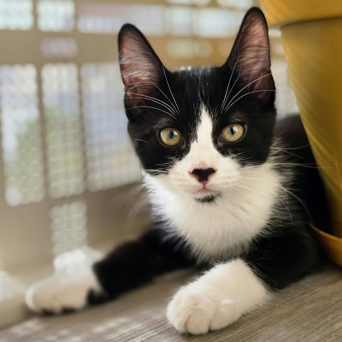 Adoption Figaro