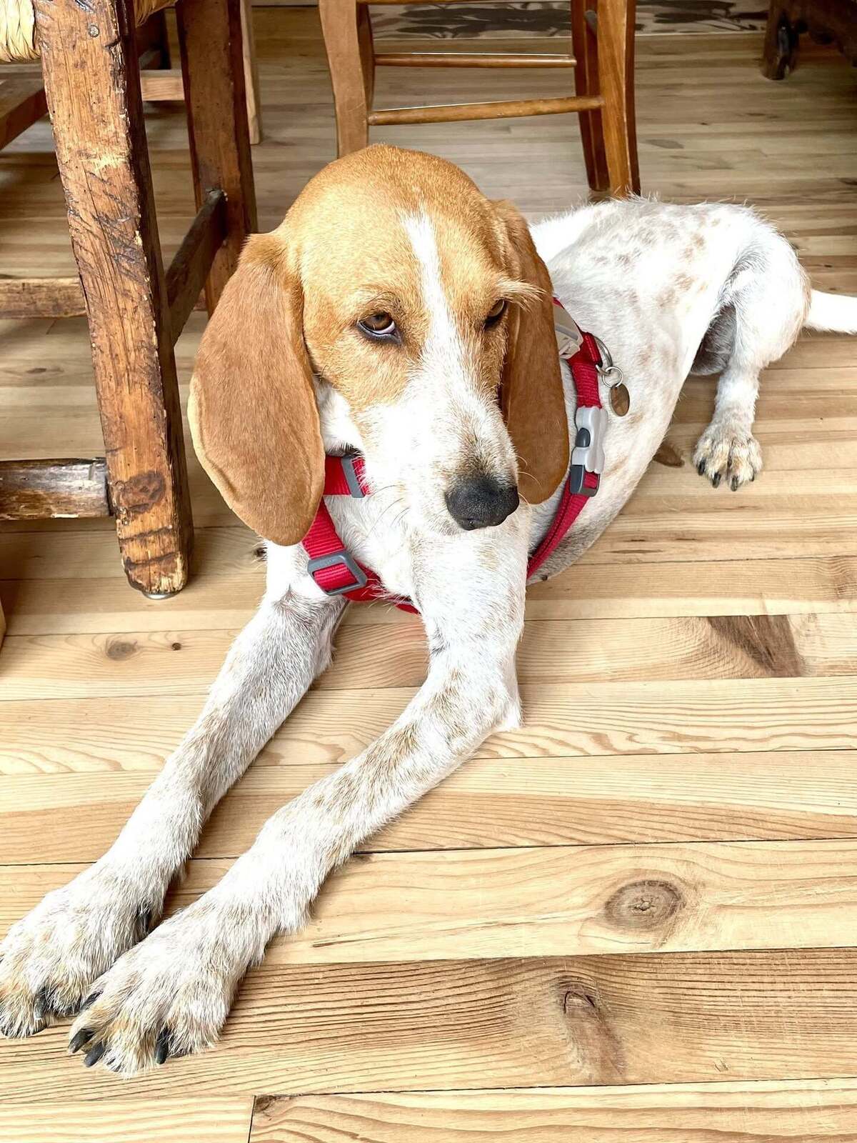 Adoption Marley