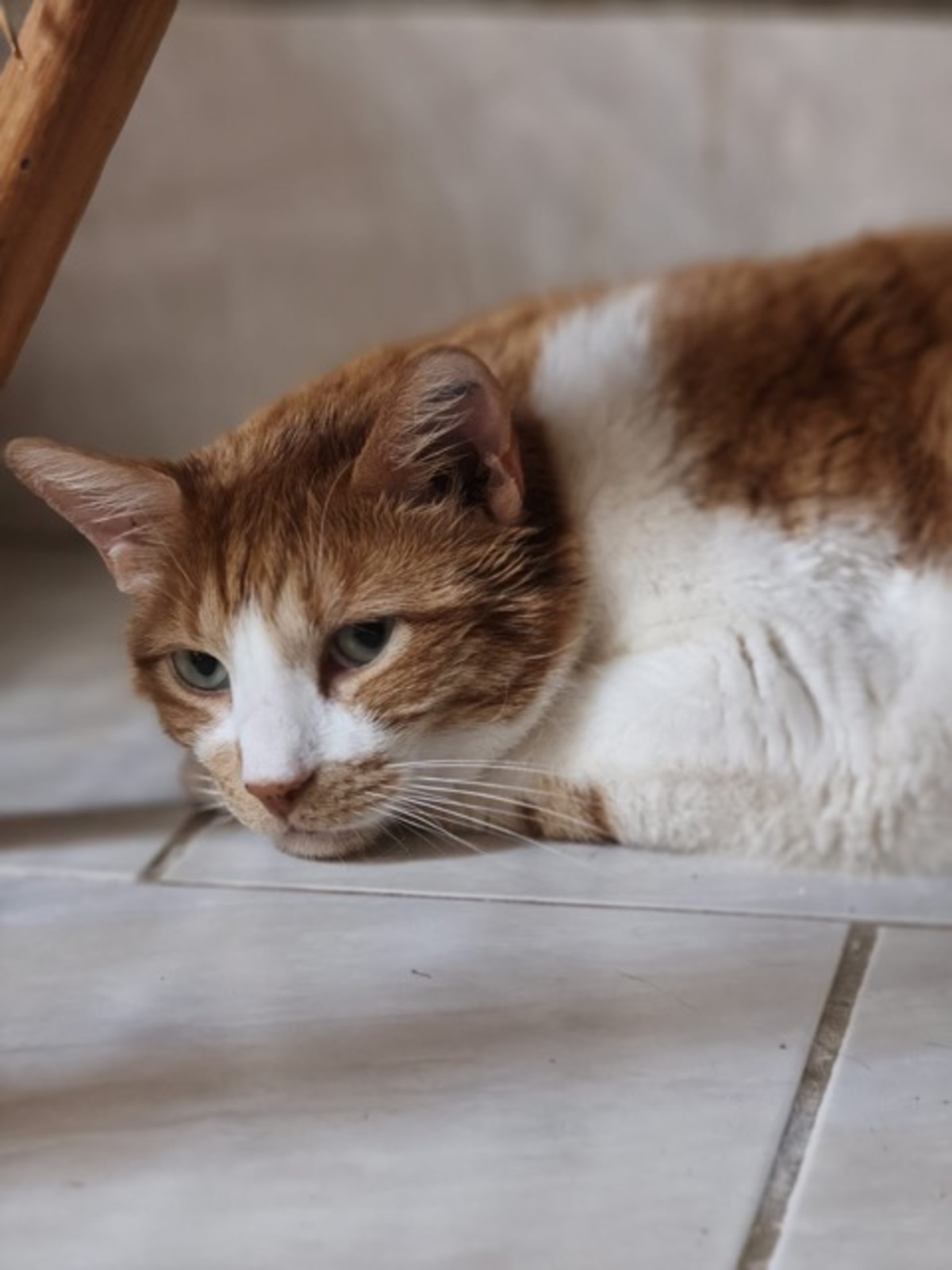 Adoption ROCKY