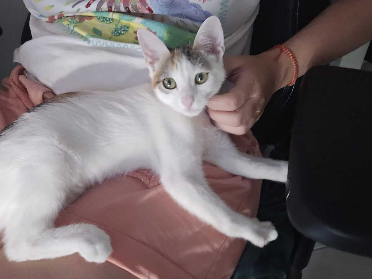 Adoption Bianca