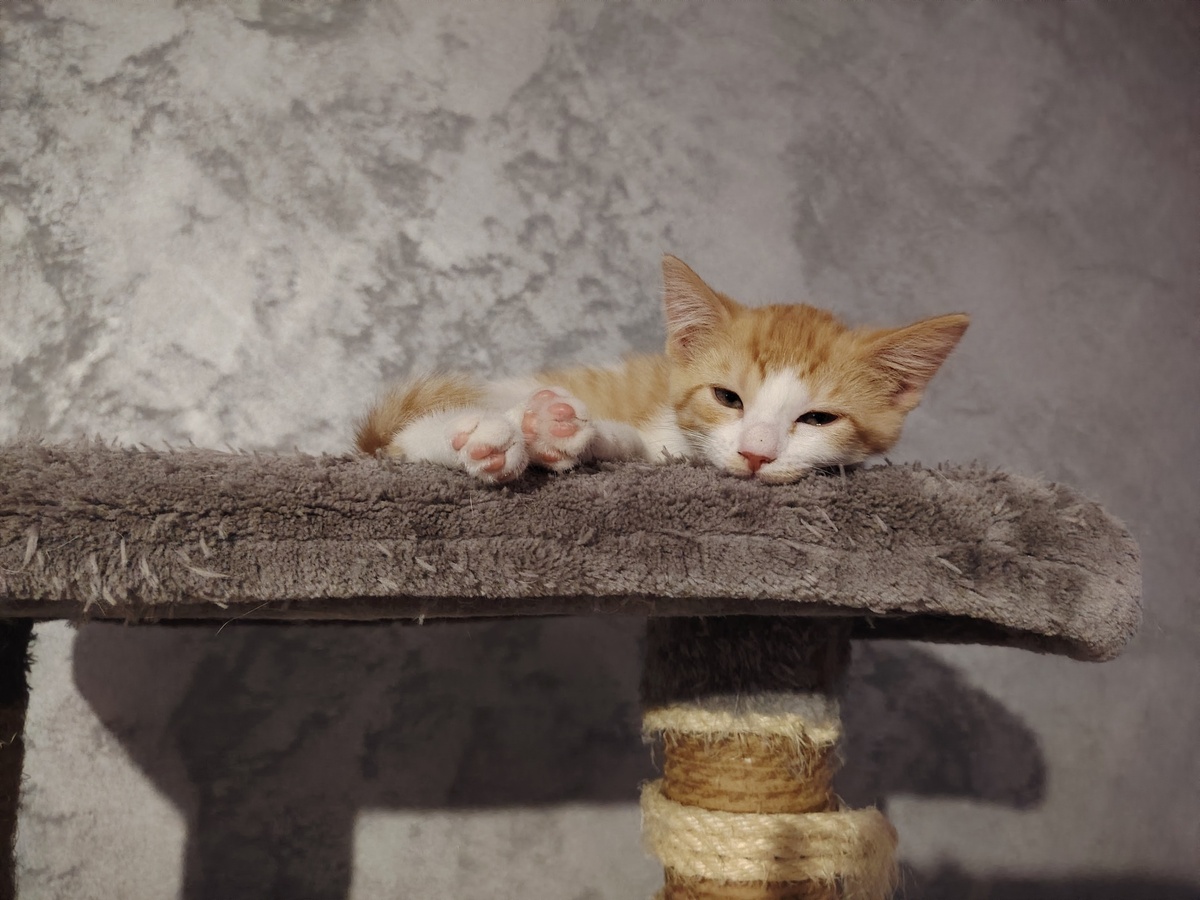 Adoption Aurore 
