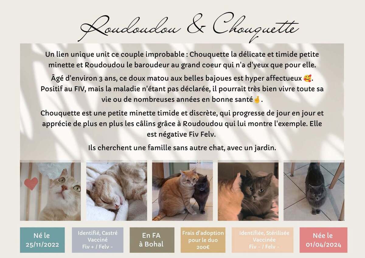 Adoption Chouquette et roudoudou
