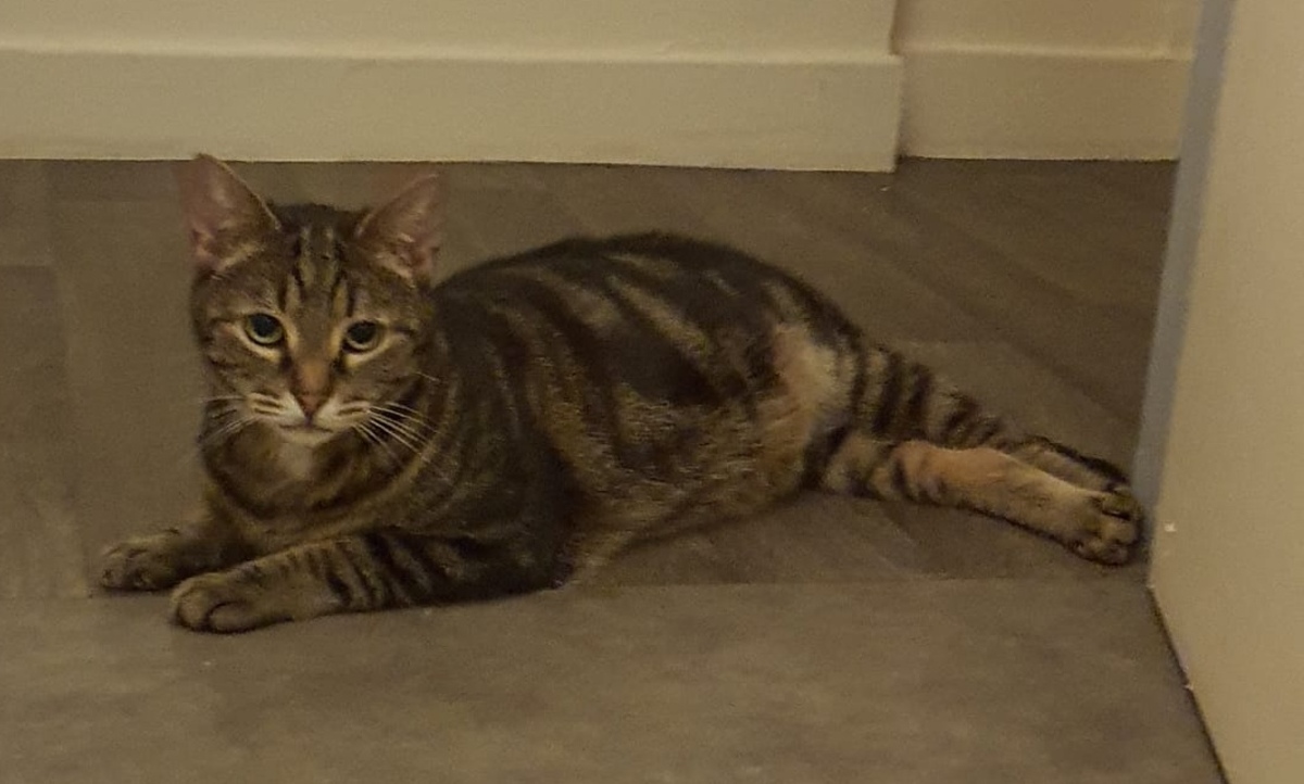 Adoption Lilo