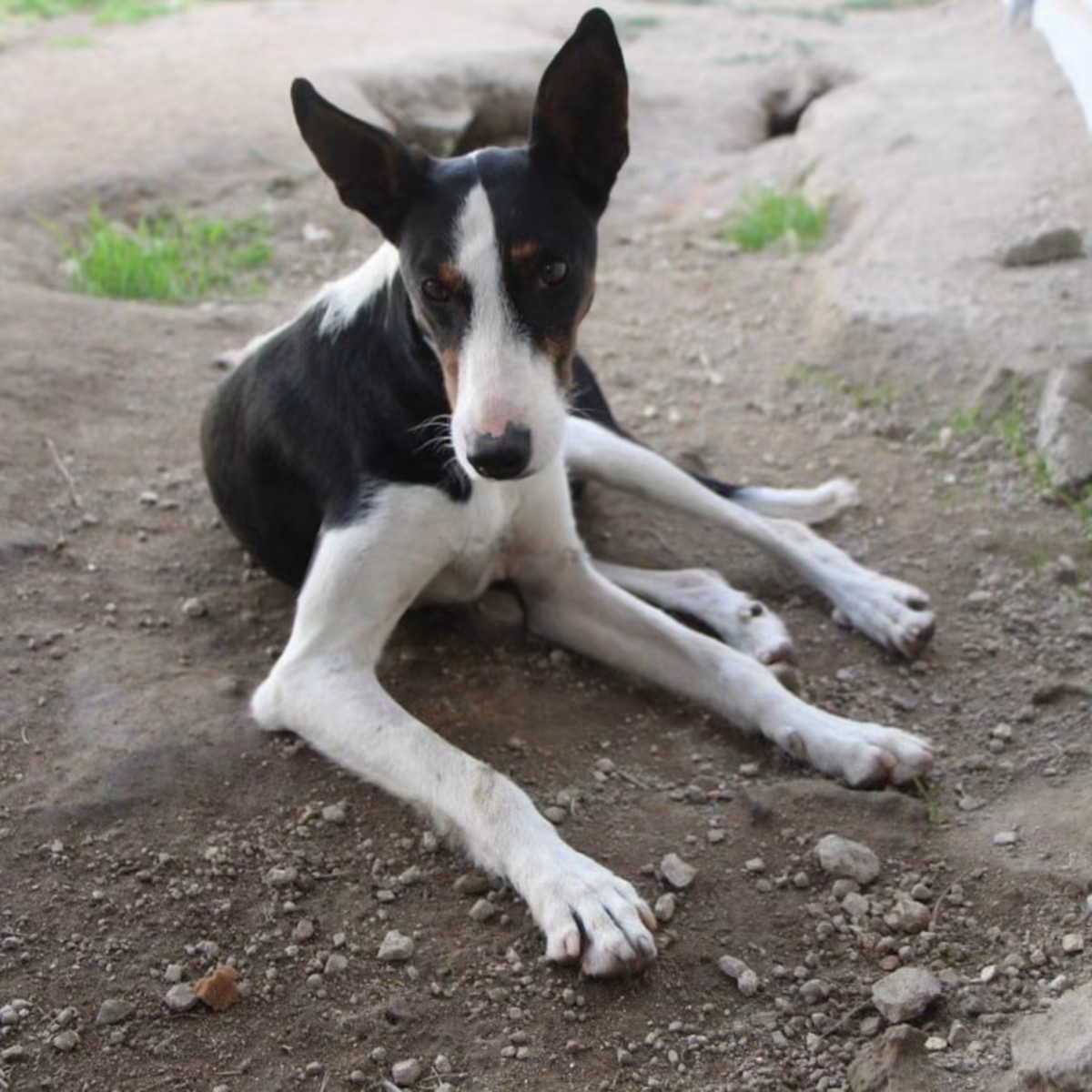 Adoption Miki