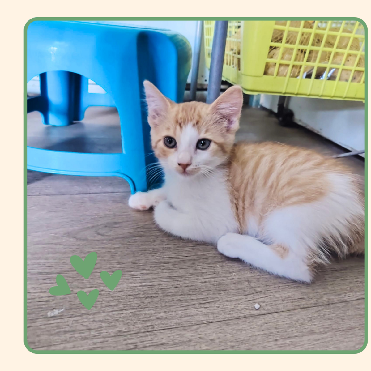 Adoption Aurore