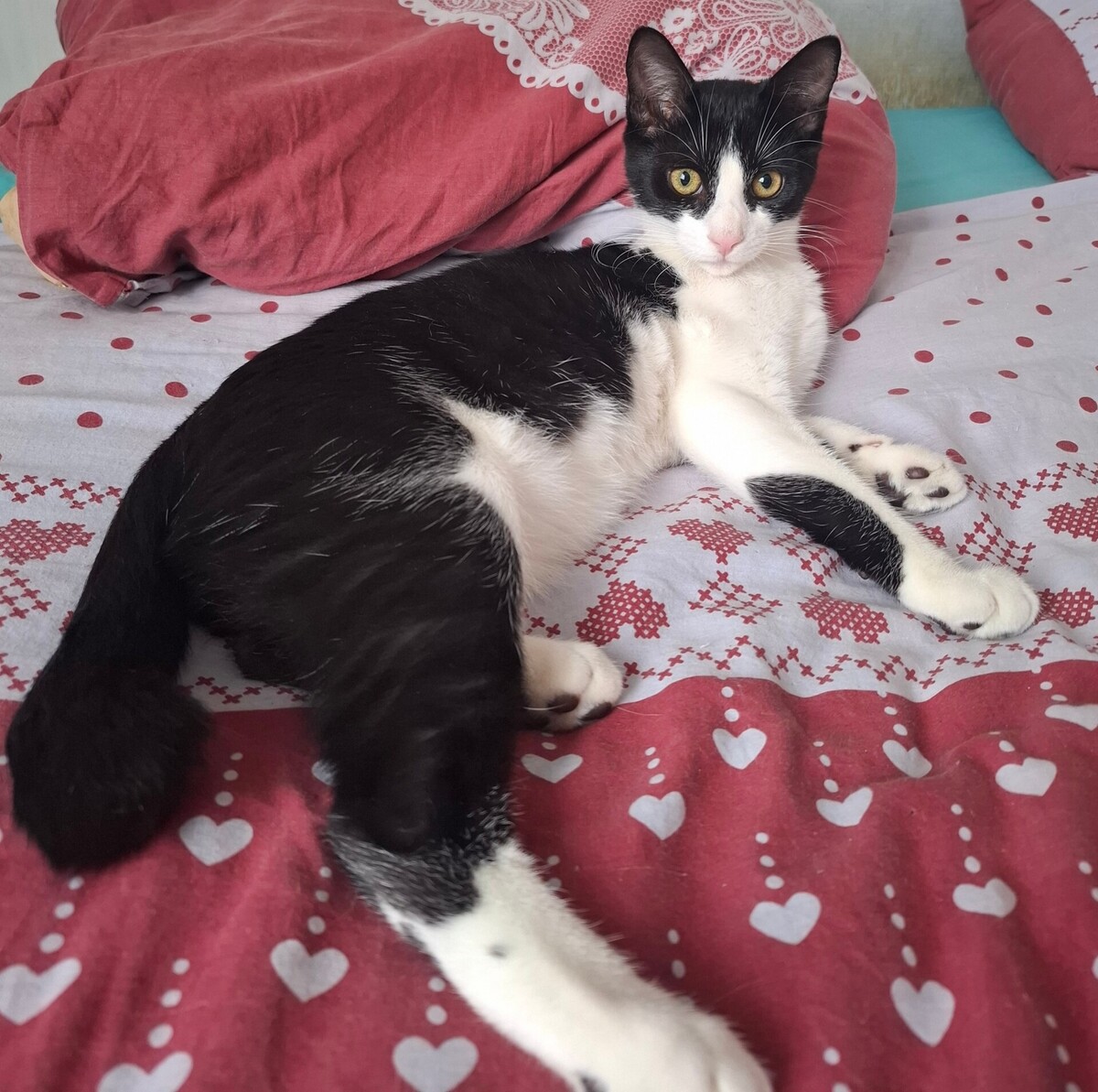 Adoption Bretzel