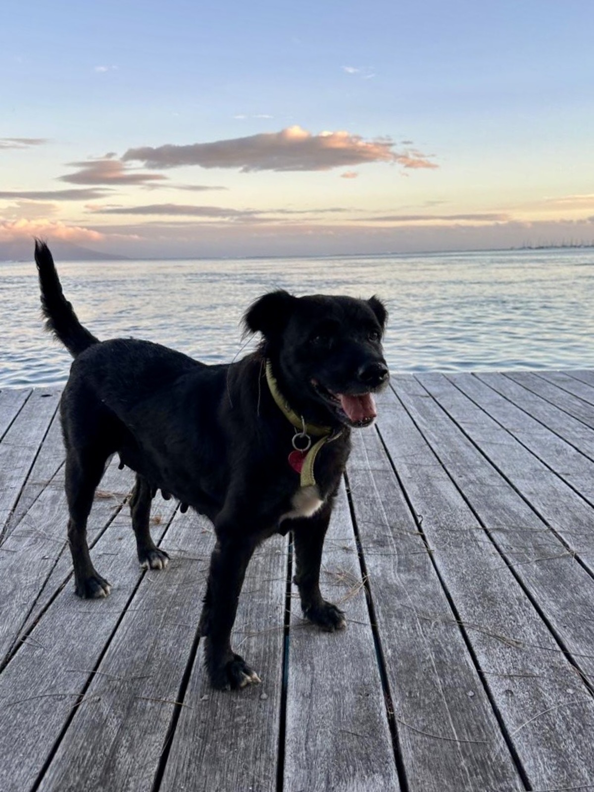 Adoption NOVA