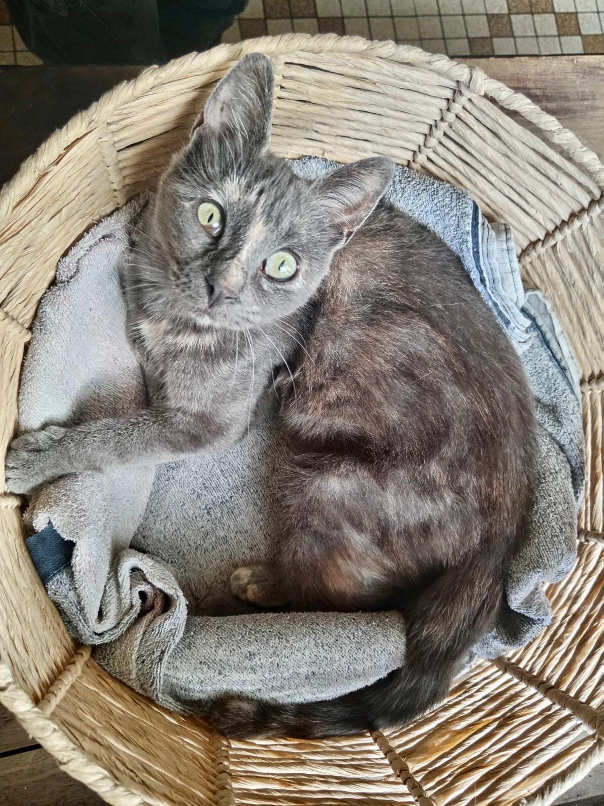 Adoption Mushue