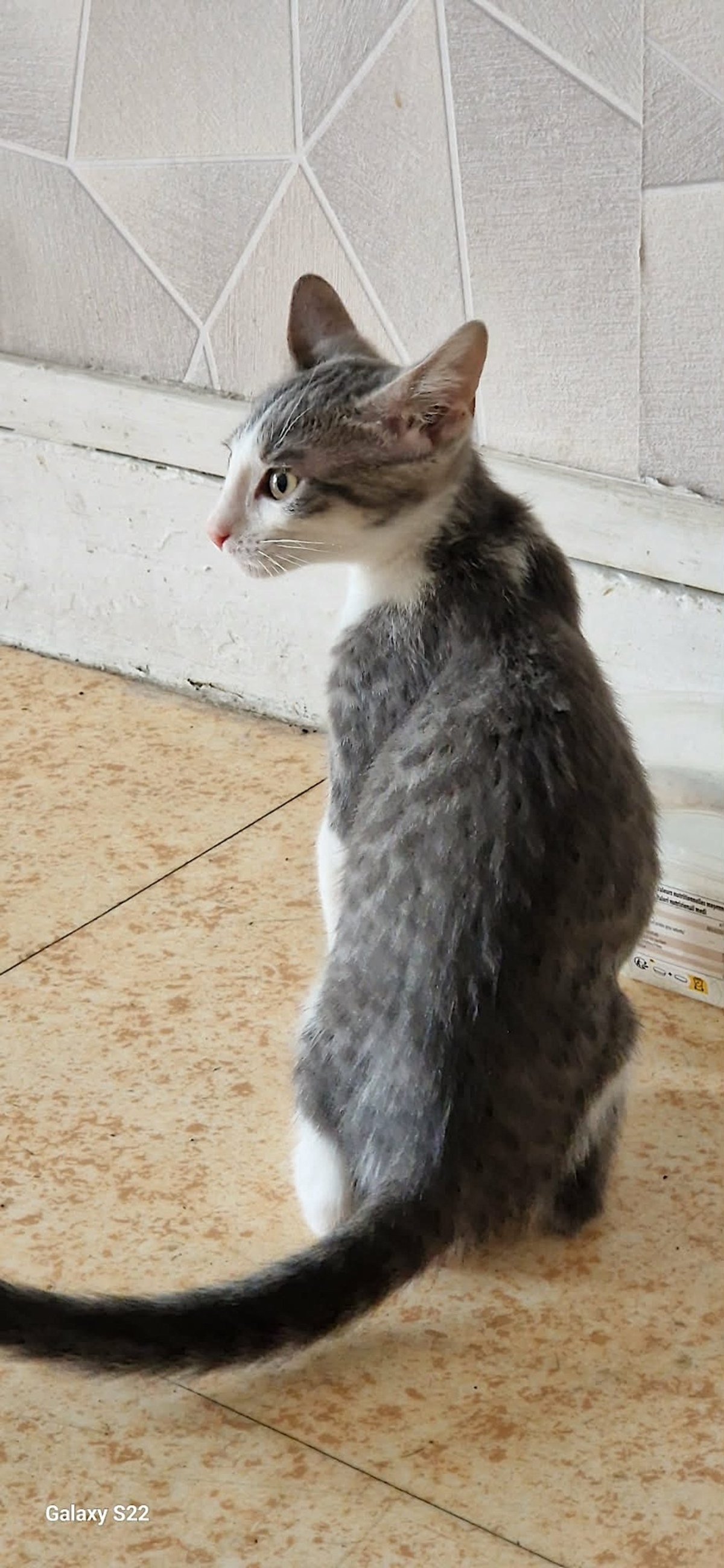 Adoption GREY