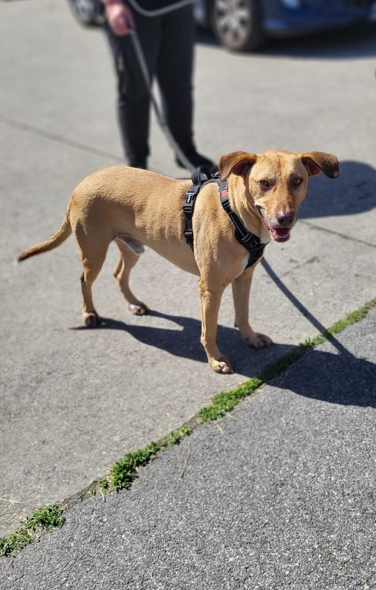 Adoption Fifi