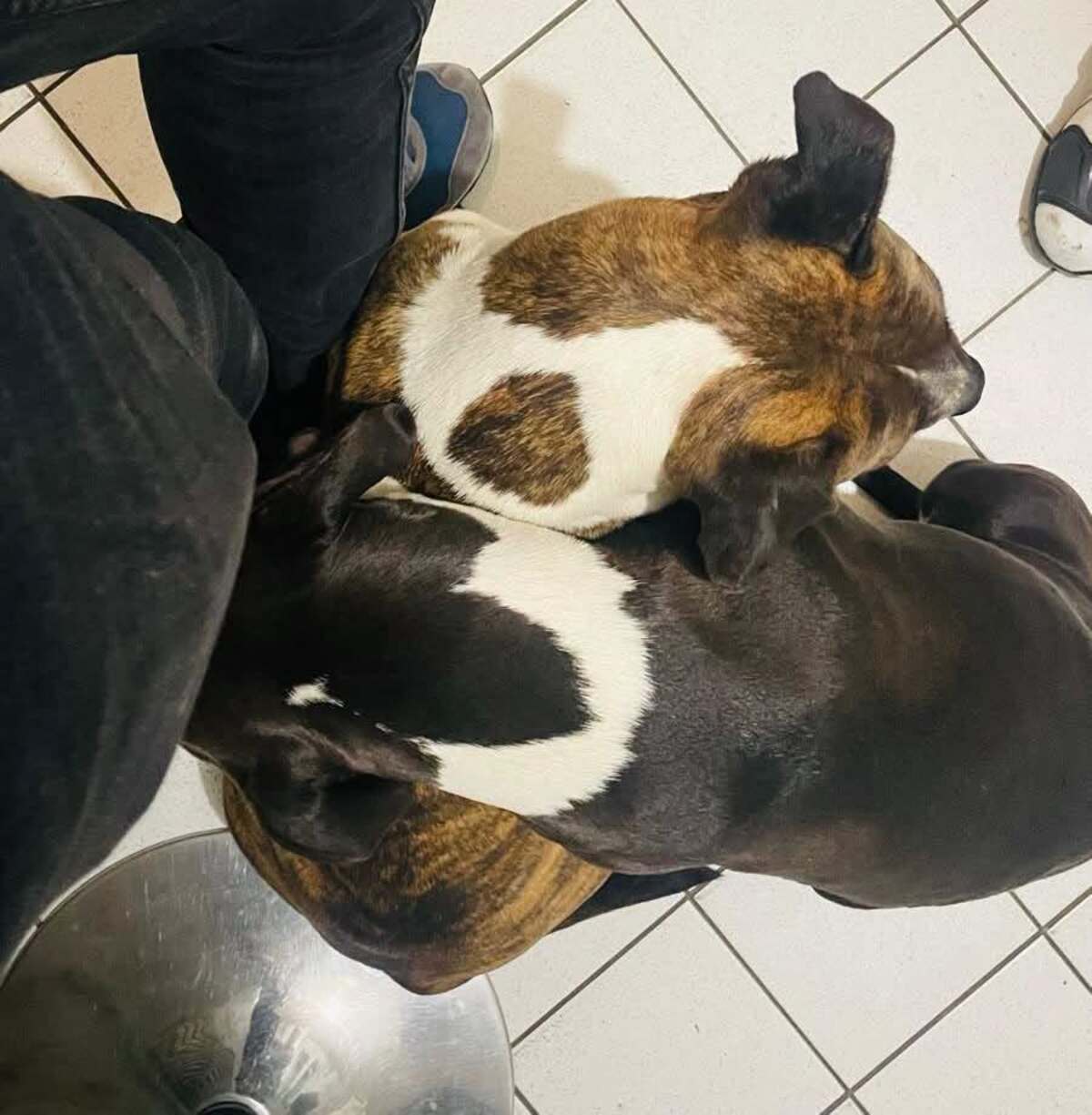 Adoption Thya et Stella