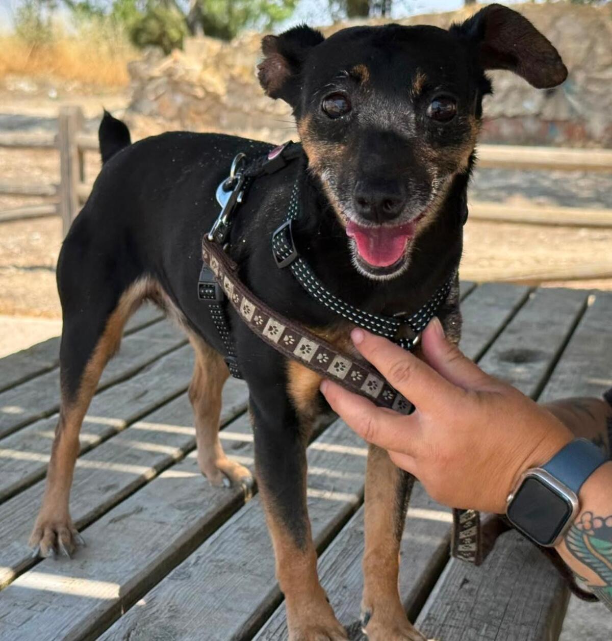 Adoption Cara