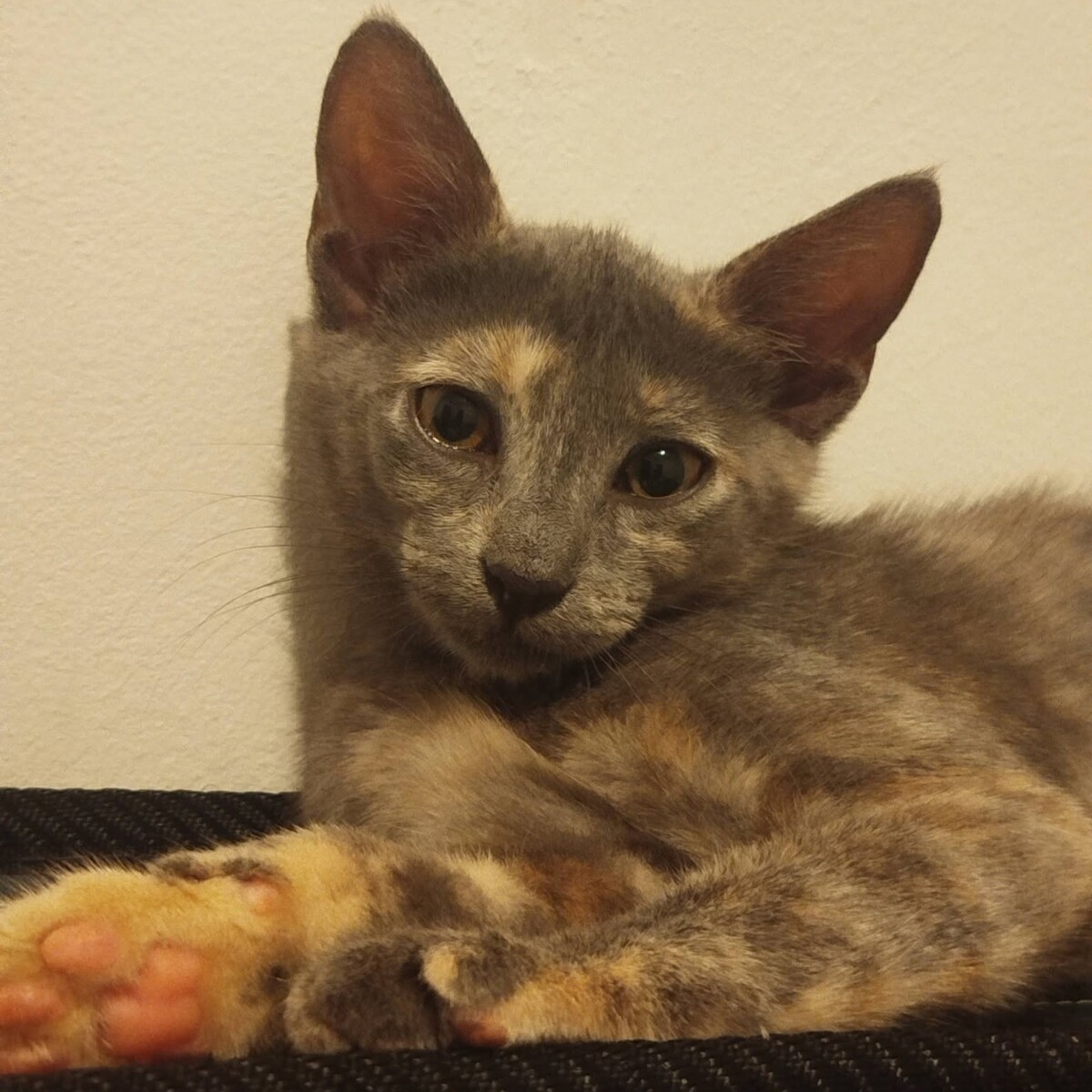 Adoption MERVEILLE