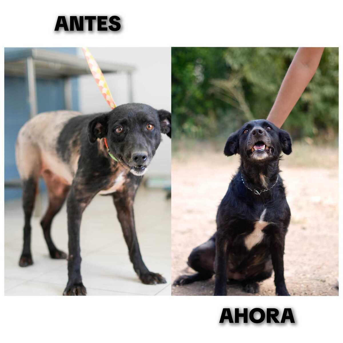Adoption Fresa