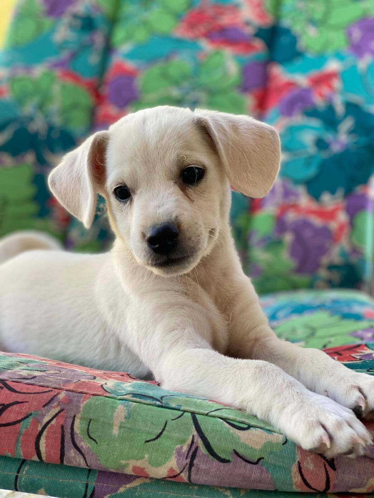 Adoption Lucky