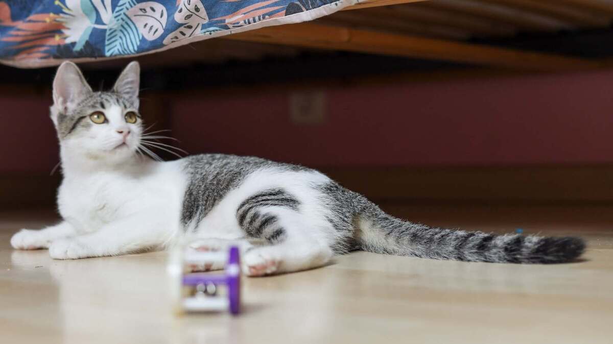 Adoption Bijou