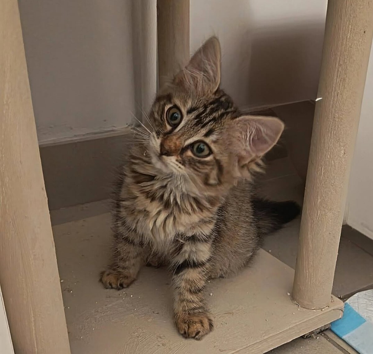 Adoption Bingo et Bluey