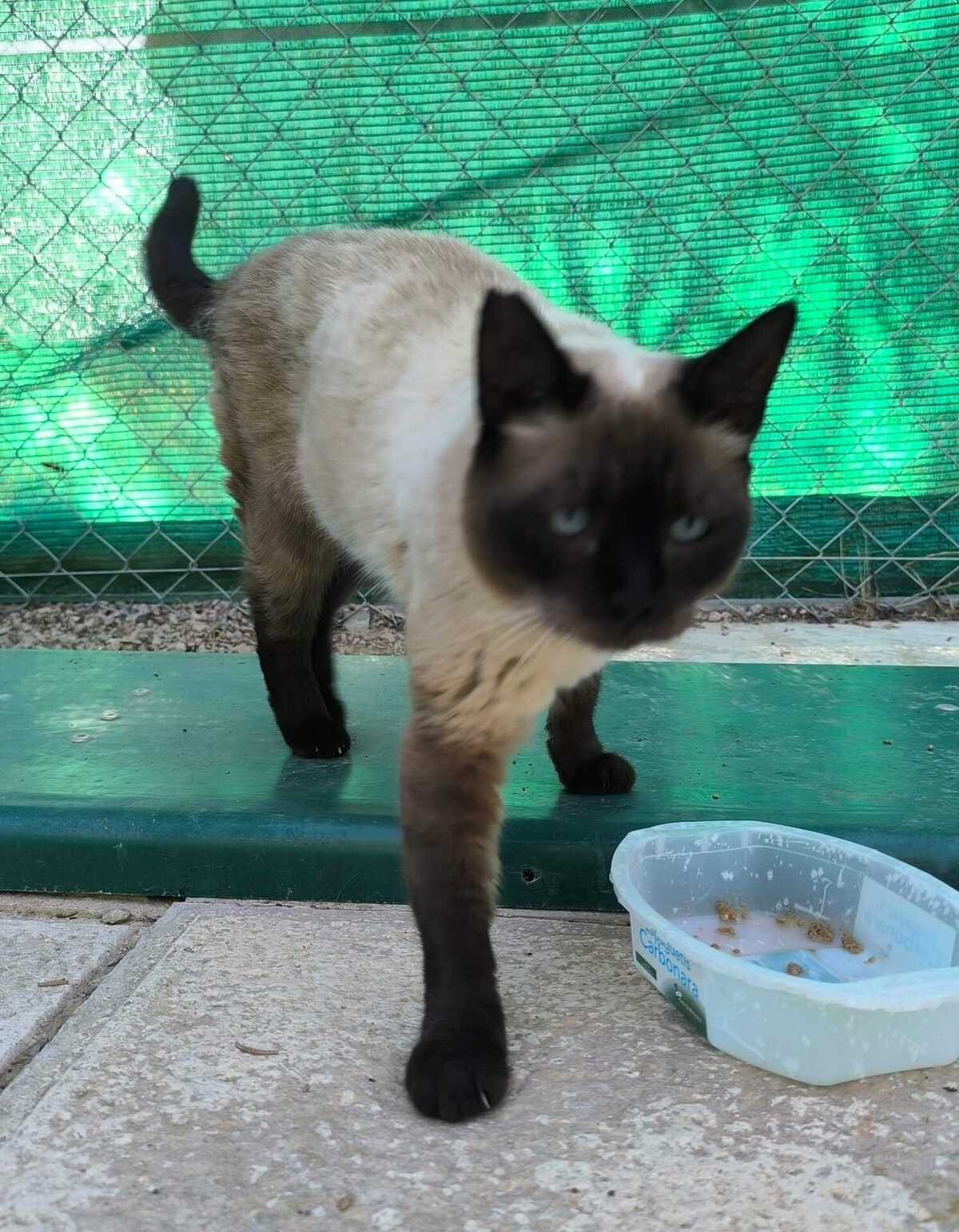 Adoption Siam