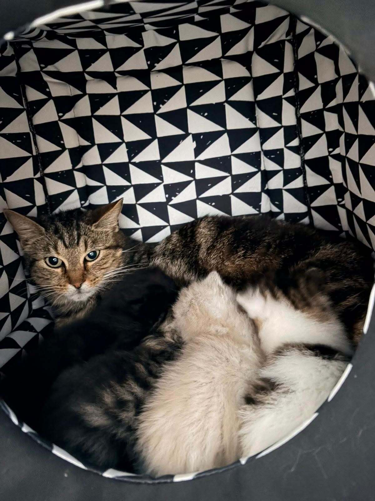 Adoption Bella