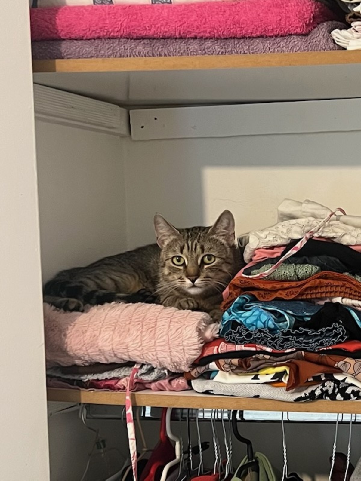 Adoption Kittie 