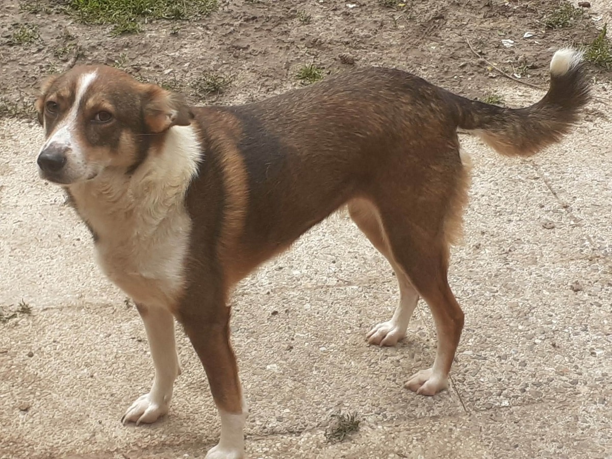 Adoption Félicia