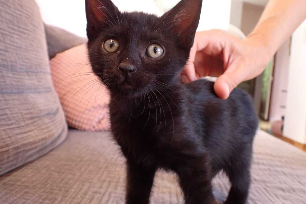 Adoption Bentley