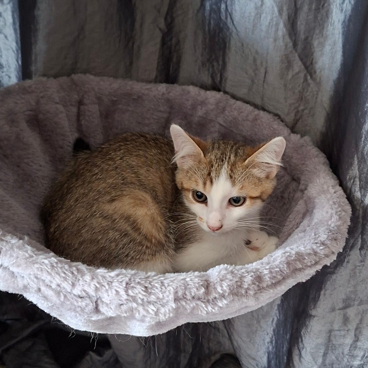 Adoption Bouzouk
