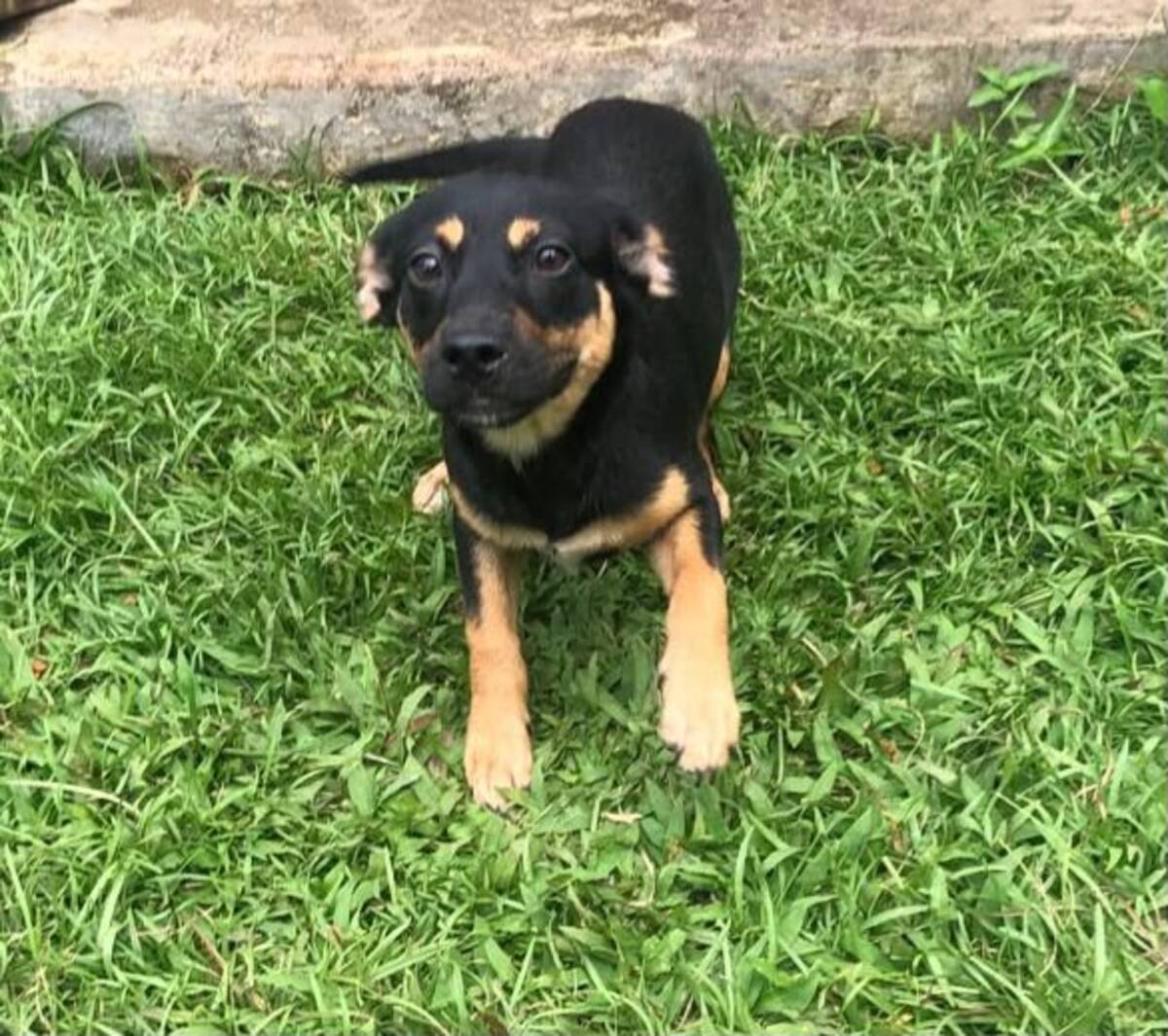 Adoption Sanna