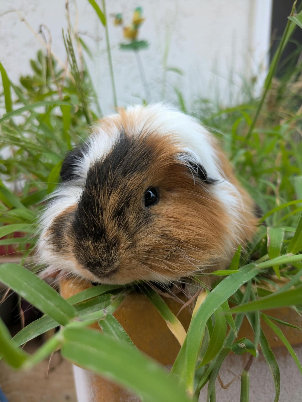 Adoption Sete