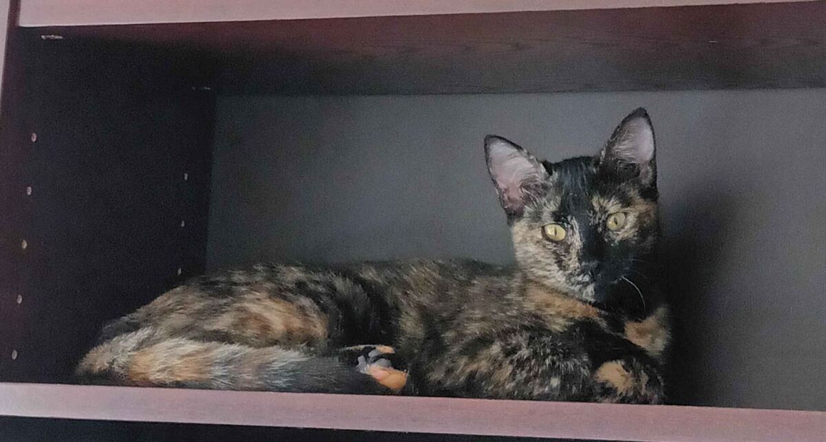 Adoption Lysandre