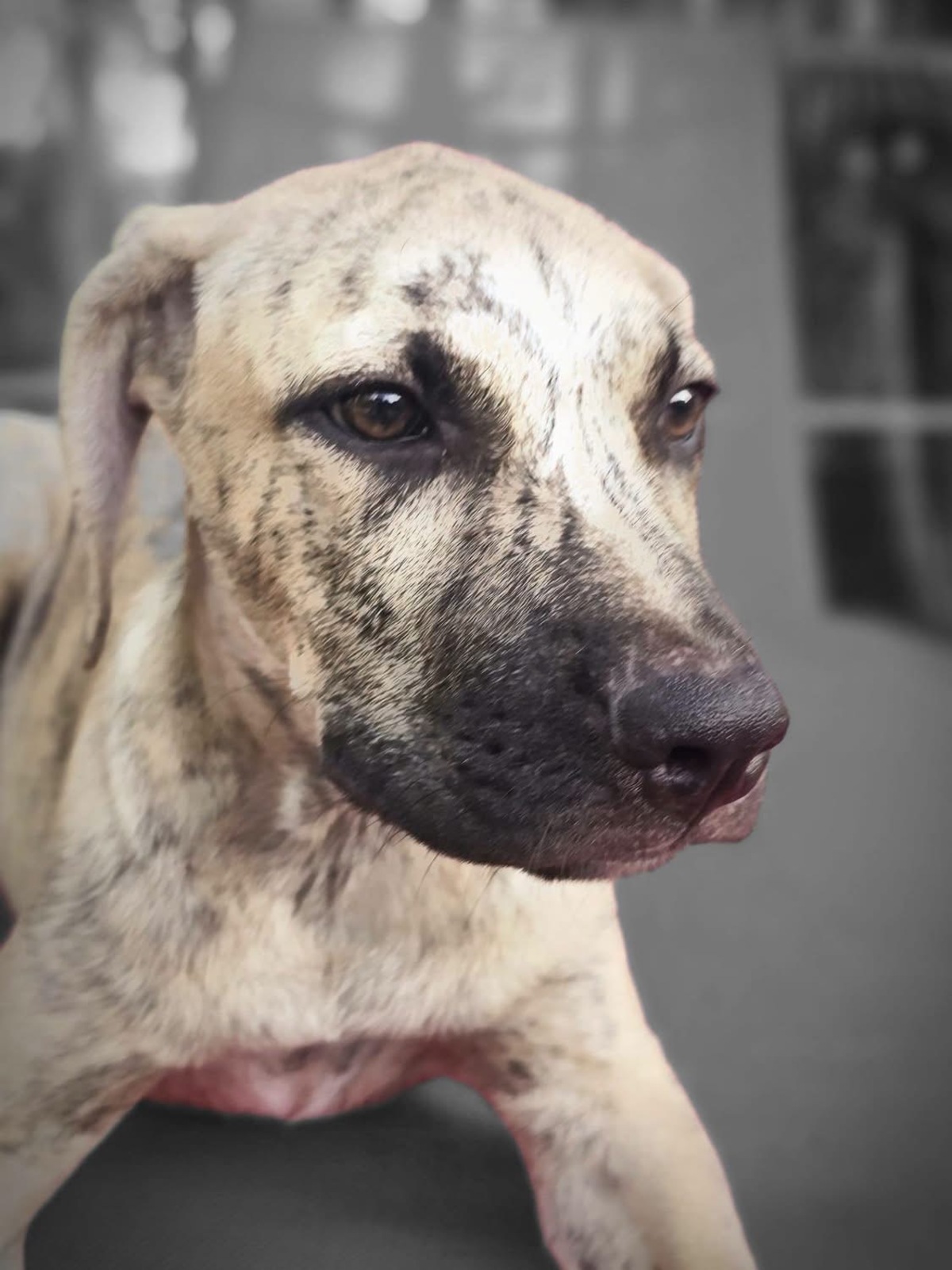 Adoption Fenzo