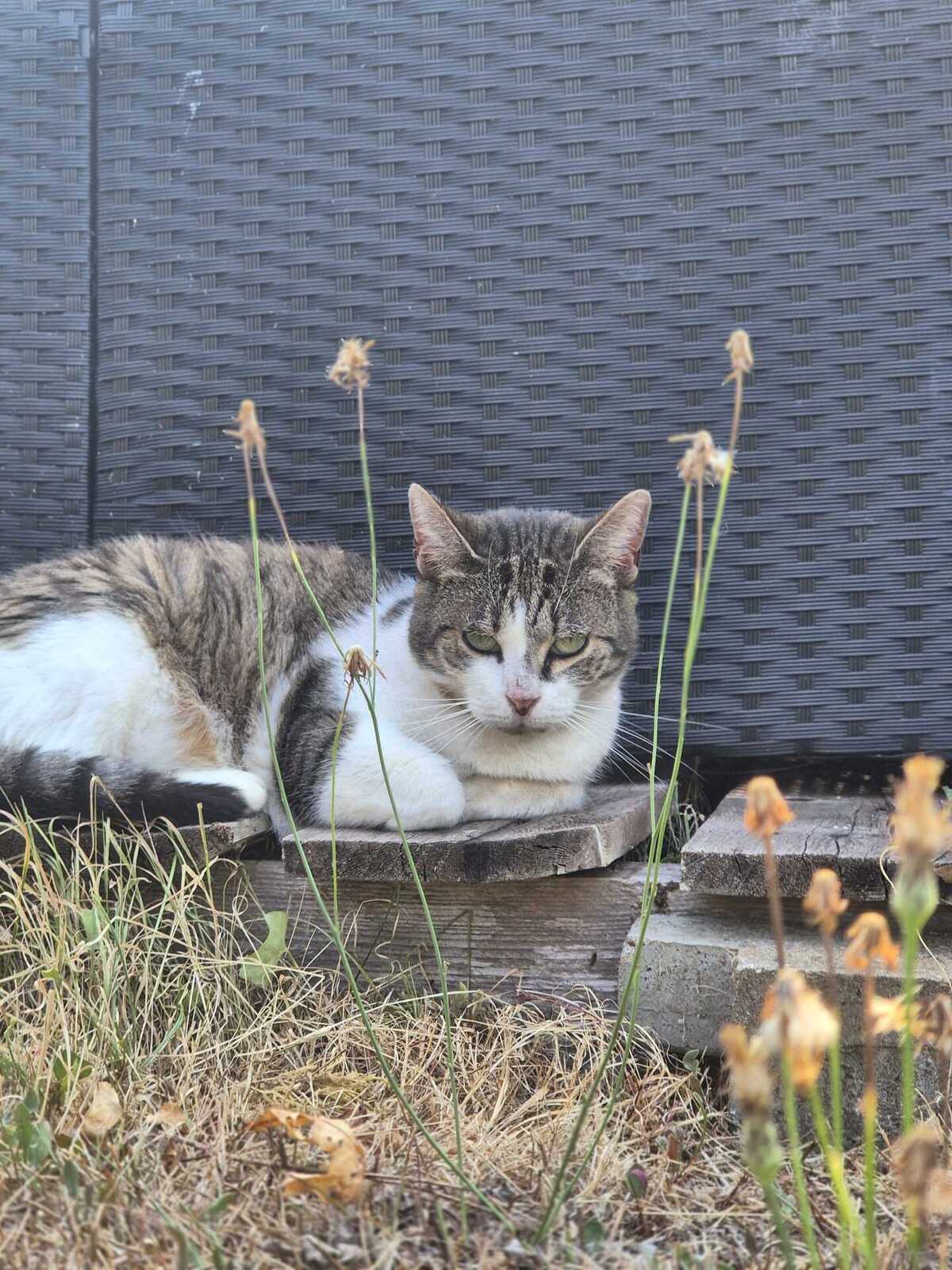 Adoption Shiva