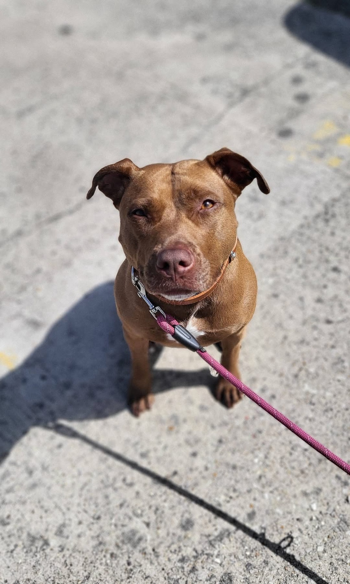 Adoption Brooklyn