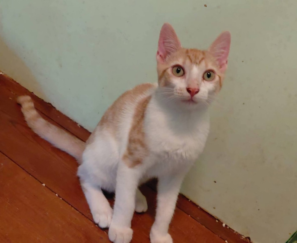 Adoption Pierro