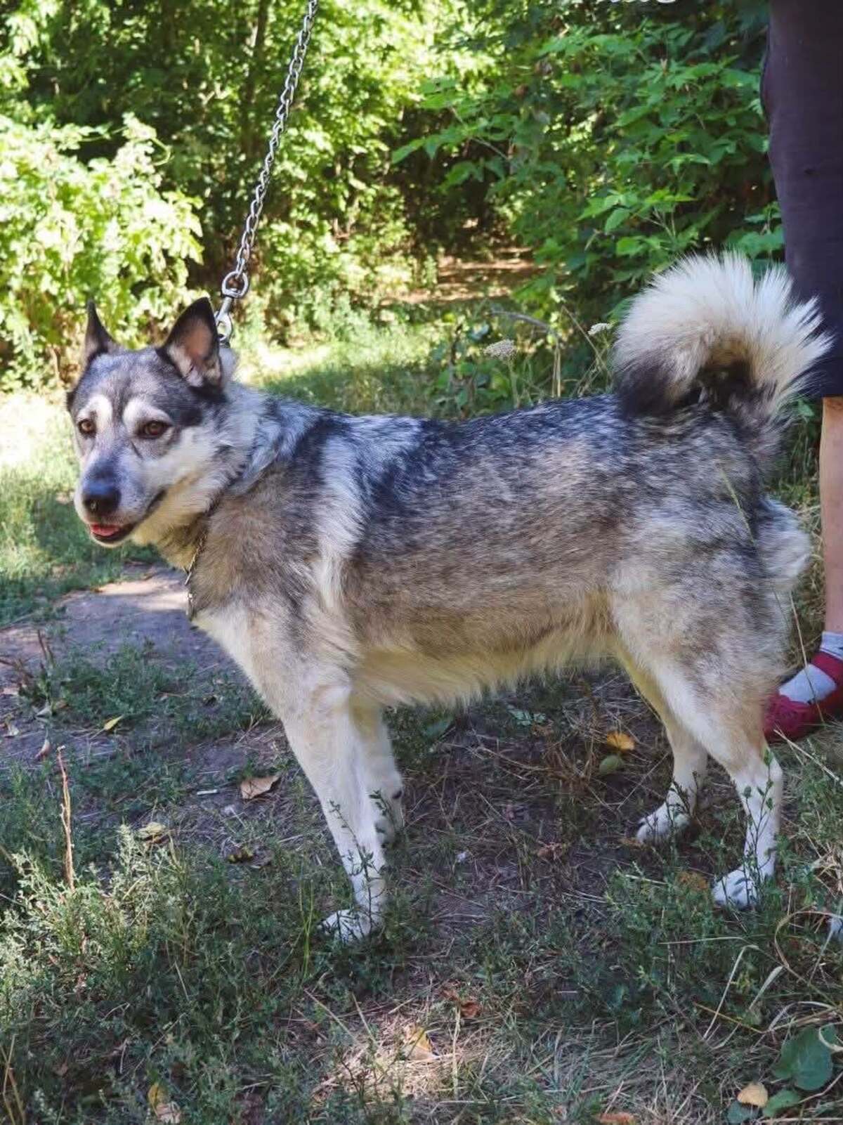 Adoption Amie