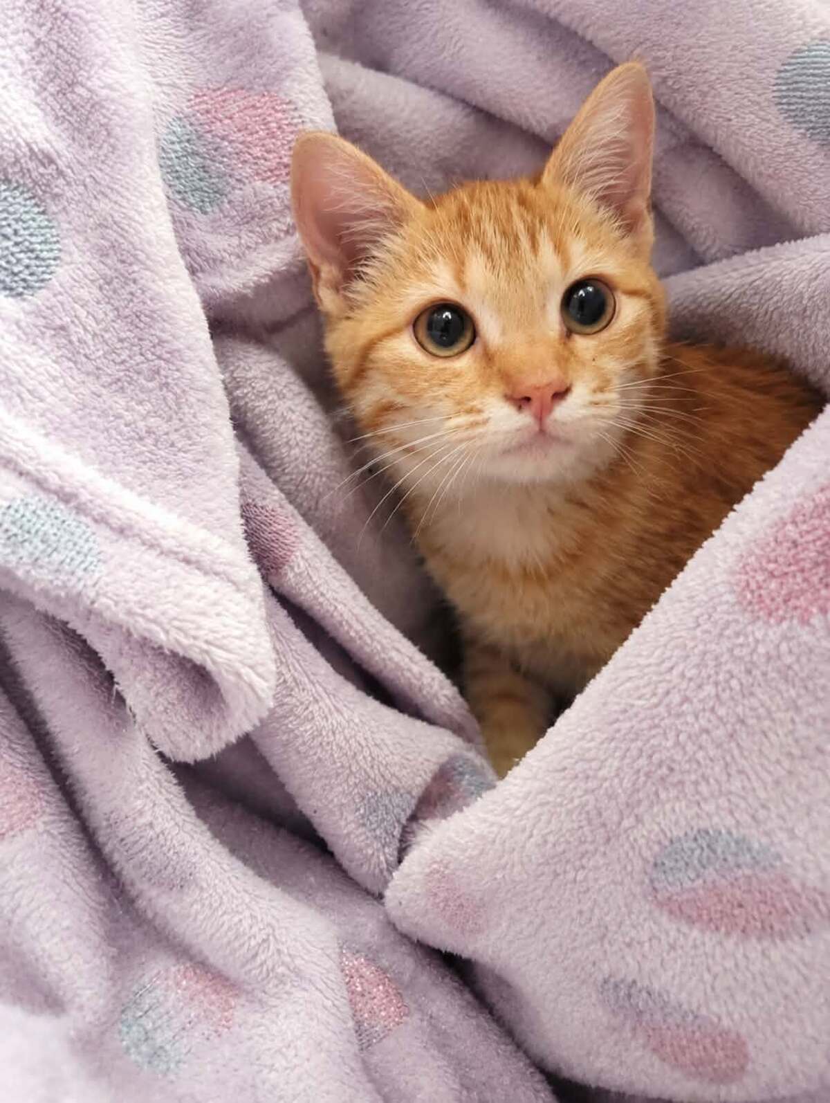 Adoption Badiane