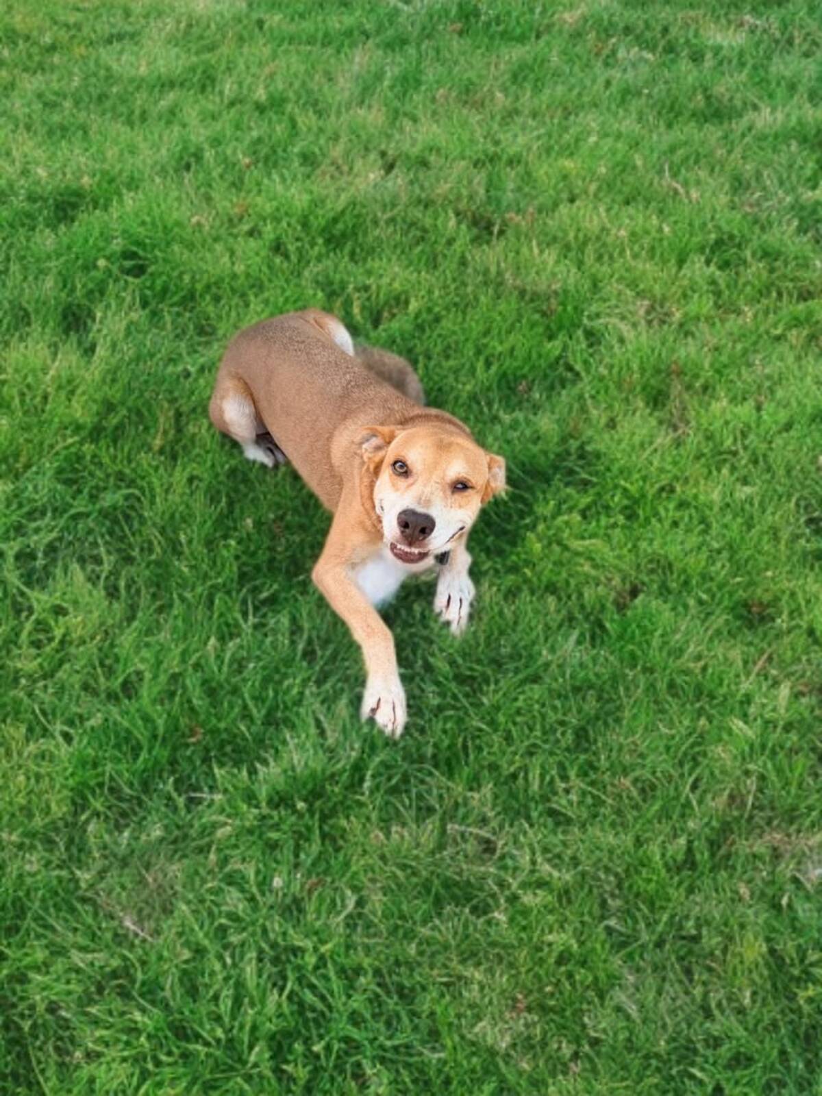 Adoption Zouzou
