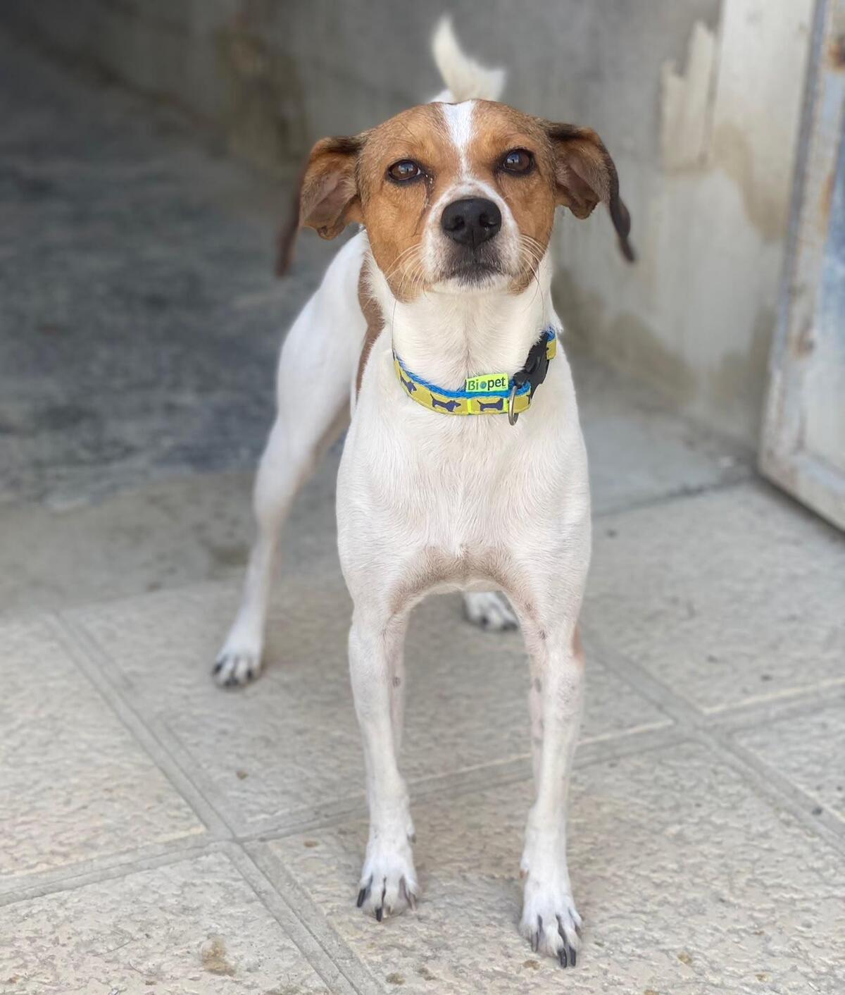Adoption Chirimoyo