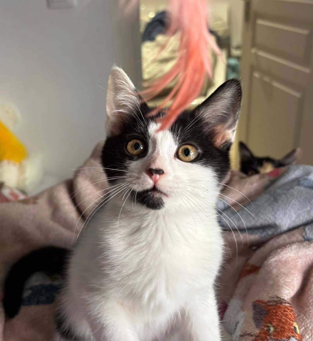 Adoption Mérida