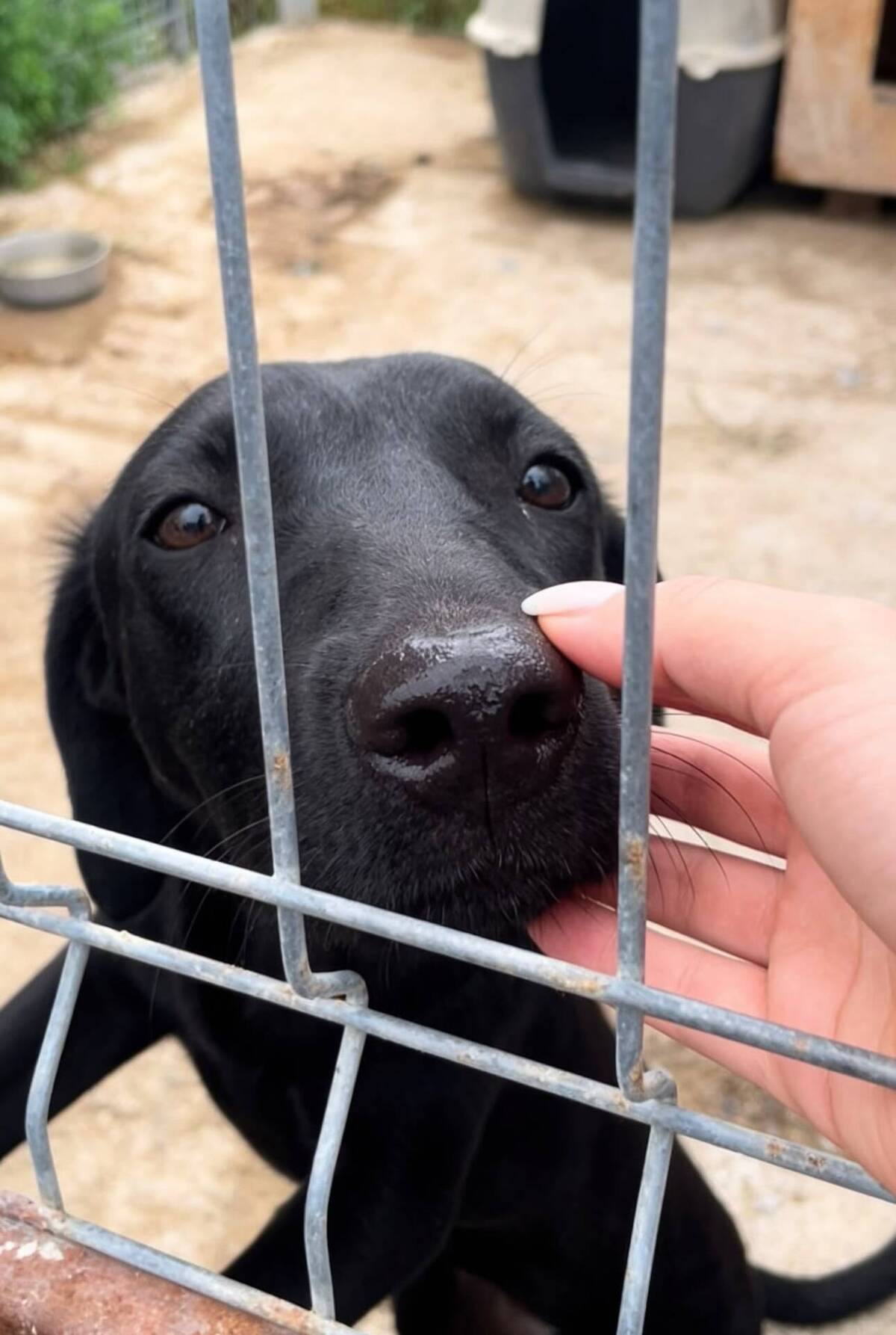 Adoption Senka