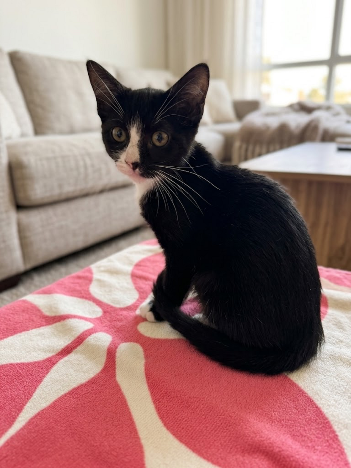 Adoption Chihiro 